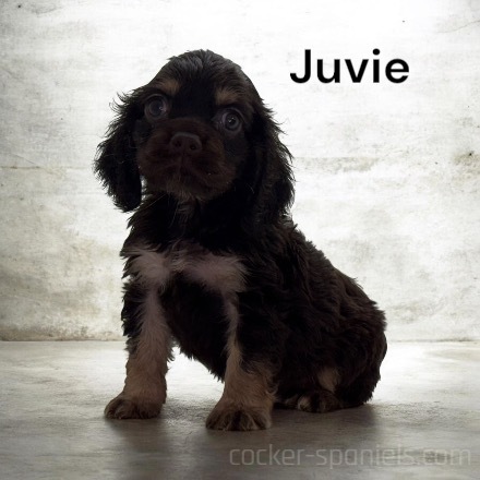 puppy, for, sale, Cocker Spaniel, Joe & Cherri  Overlease, dog, breeder, Miller, MO, dog-breeder, puppy-for-sale, forsale, nearby, find, puppyfind, locator, puppylocator, aca